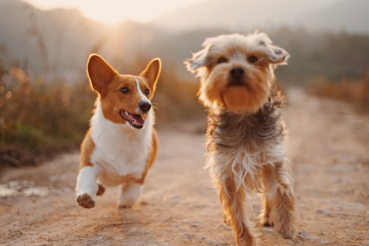 Happy dogs enjoying a group walk on Clapham Common